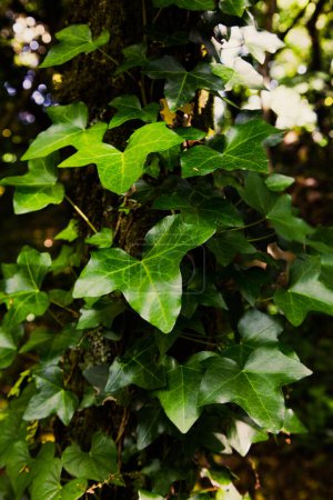 A close-up of lush green ivy leaves climbing a tree trunk in a forest. The dense foliage and vibrant greenery create a serene, natural scene, perfect for themes of nature, growth, and tranquility.