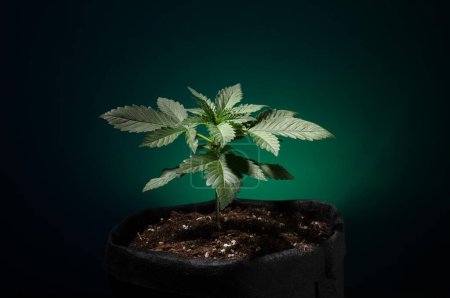 Cultivo de marihuana en fondo verde, planta de cannabis
