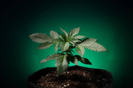 Foto de Cultivo de marihuana en fondo verde, planta de cannabis - Imagen libre de derechos