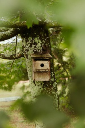 Bird nest in a birdhouse on a green birch tree in a countryside forest at summer season