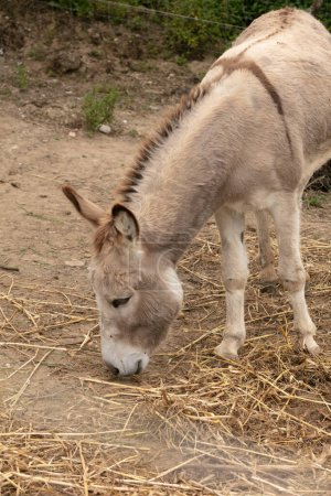 one domestic donkey eating straw