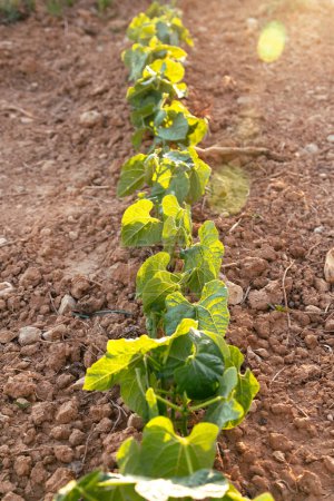 A close-up view of a row of young bean plants growing in rich, cultivated soil. The plants are bathed in warm sunlight, showcasing their vibrant green leaves and the promise of a healthy harvest.