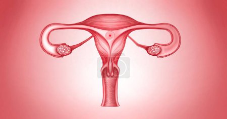 Photo for Female reproductive system 3d Illustration with egg woman cell.Gynaecologist, obstetrics, ovulation, pregnancy concept.Realistic anatomy 3D Rendering. High quality 3d illustration.Human internal - Royalty Free Image