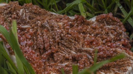 Photo for Sample of vanadinite in the grass of the garden - Royalty Free Image