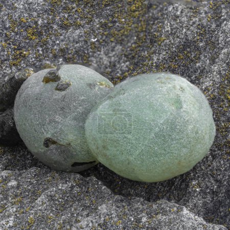 Téléchargez les photos : Prehnite mineral specimen stone, rock geology, mineral collection - en image libre de droit