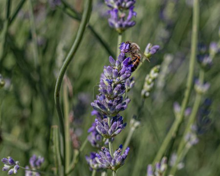 Téléchargez les photos : Floraison de lavande vibrante avec abeille domestique en gros plan beauté - en image libre de droit