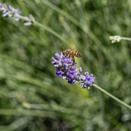 Téléchargez les photos : Floraison de lavande vibrante avec abeille domestique en gros plan beauté - en image libre de droit