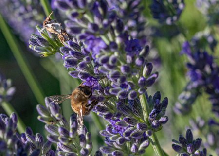 Téléchargez les photos : Élégante abeille explorant l'attrait de la lavande par une journée ensoleillée - en image libre de droit
