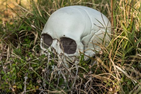 Foto de Crear una escena de Halloween escalofriante con este cráneo de plástico en la hierba, estableciendo el ambiente para una noche espeluznante - Imagen libre de derechos
