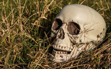 Foto de En medio de la vegetación, emerge un cráneo de plástico, creando un ambiente espeluznante de Halloween - Imagen libre de derechos