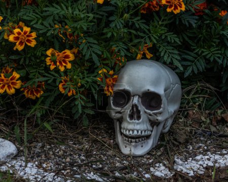 Photo for Spooky Halloween decor: Plastic skull nestled in eerie grass, perfect for haunted house ambiance - Royalty Free Image