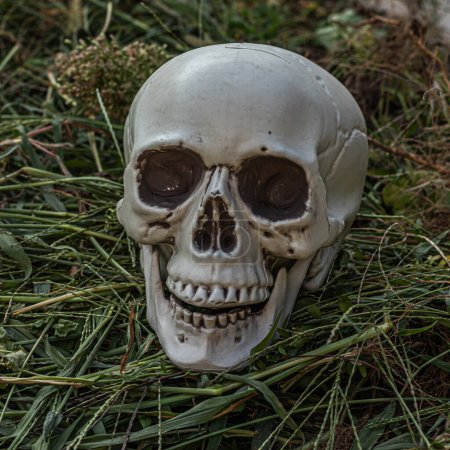 Photo for Step into a world of Halloween enchantment with this meticulously crafted, eerie plastic skull nestled amidst the dew-kissed blades of grass, bringing a sense of otherworldly wonder to your outdoor decor - Royalty Free Image