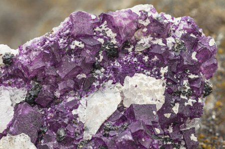 Photo for Vibrant purple fluorite crystals interlaced with contrasting minerals on matrix - Royalty Free Image