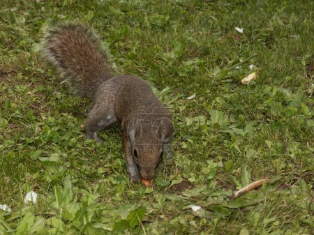 Ein neugieriges graues Eichhörnchen futtert auf einem saftig grünen Rasen und knabbert ein Stück Futter