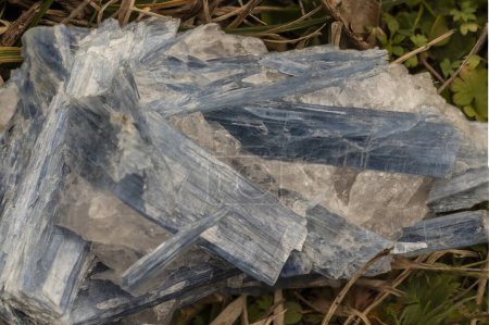 Striking blue kyanite crystals emerge from a bed of quartz, displayed in a natural setting, showcasing their unique elongated form and vibrant azure hues