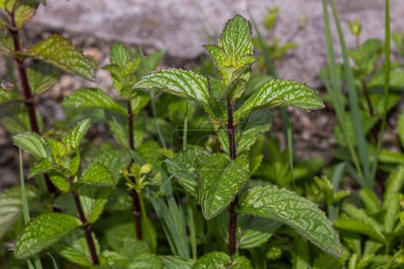 Lush peppermint plant flourishing in its natural habitat, the richly textured leaves edged with deep purple, thriving amidst the verdant undergrowth