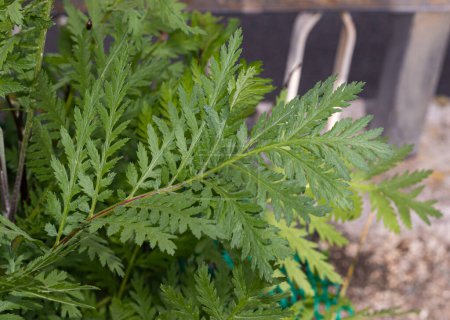 Nahaufnahme eines Tanacetum-Blattes (gemeinhin als Arquebuse bekannt), das seine lebhafte grüne Oberfläche und komplexe Venation zeigt, die für seine Nützlichkeit in der traditionellen Kräutermedizin steht