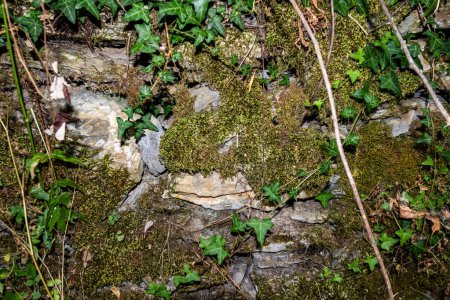 Un intrincado tapiz de la vida se aferra a escalones de piedra envejecidos, donde el musgo y las pequeñas plantas tejen una historia de resiliencia y belleza frente a la implacable marcha del tiempo
