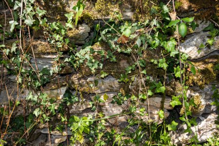 Viejos escalones de piedra cubiertos de musgo y follaje disperso, evocando una sensación de atemporalidad y la duradera interacción entre las construcciones humanas y la persistencia de la naturaleza