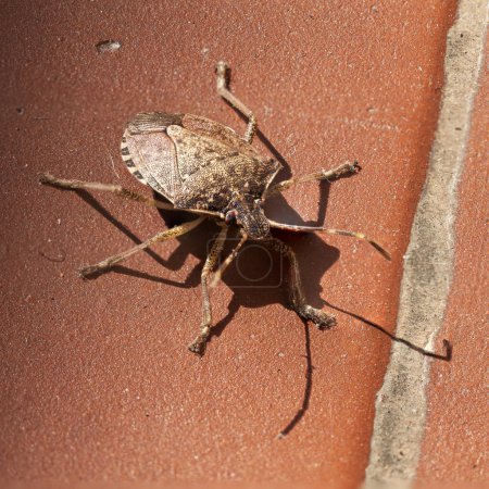 marrón marmorated stink bug navega por el escarpado terreno de una baldosa de terracota, su detallado exoesqueleto y antenas resaltadas sobre el marcado fondo