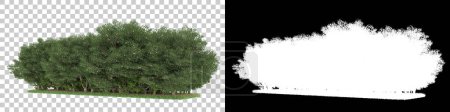 Photo for Grass isolated on background with mask. 3d rendering - illustration - Royalty Free Image