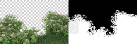 Photo for Grass isolated on background with mask. 3d rendering - illustration - Royalty Free Image