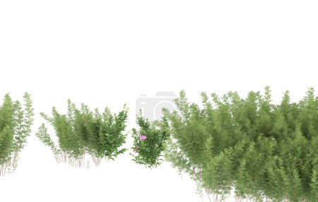 Foto de Field of grass isolated on white background. 3d rendering - illustration - Imagen libre de derechos