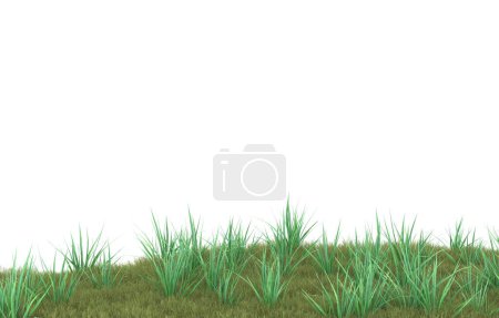Field of grass isolated on white background. 3d rendering - illustration