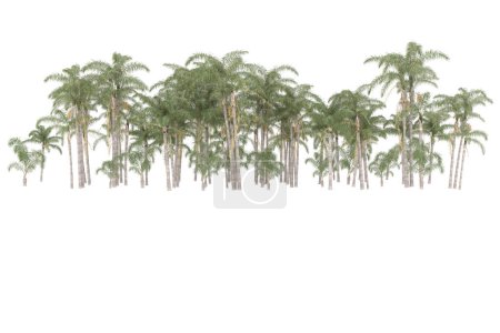 Foto de Tropical forest isolated on white background. 3d rendering - illustration - Imagen libre de derechos