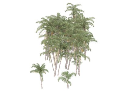 Foto de Tropical forest isolated on white background. 3d rendering - illustration - Imagen libre de derechos