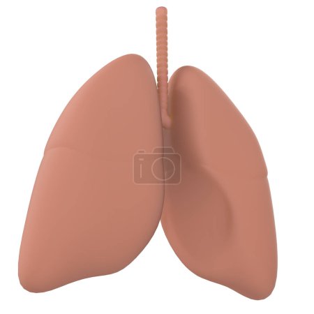 Photo for Lungs human organ on white background - Royalty Free Image