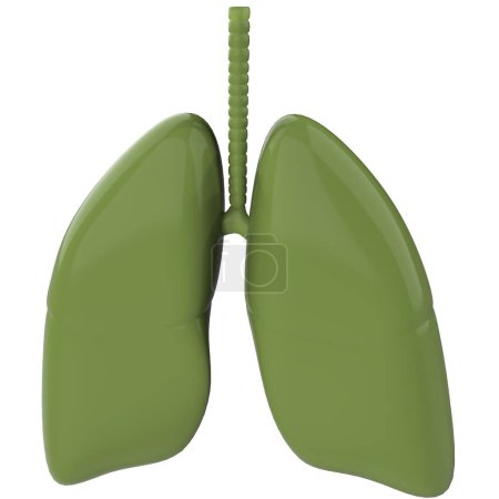 Téléchargez les photos : Poumons organe humain sur fond blanc - en image libre de droit