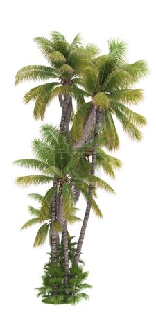 Téléchargez les photos : Palmiers isolés sur fond blanc - en image libre de droit
