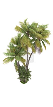 Photo for Palm trees isolated on white background - Royalty Free Image