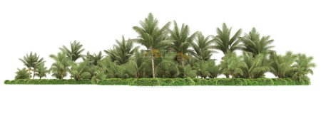Photo for Palm trees isolated on white background - Royalty Free Image