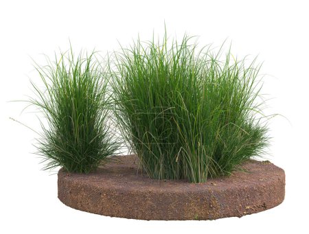 Photo for Grass isolated on white background. 3d rendering - illustration - Royalty Free Image
