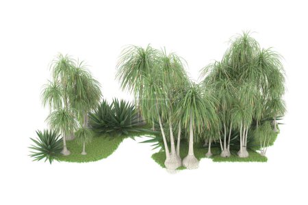 Téléchargez les photos : Concept de flore naturelle, palmiers réalistes isolés sur fond blanc pour l'espace de copie - en image libre de droit