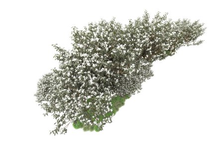 Téléchargez les photos : Arbres verts avec des fleurs isolées sur fond blanc - en image libre de droit