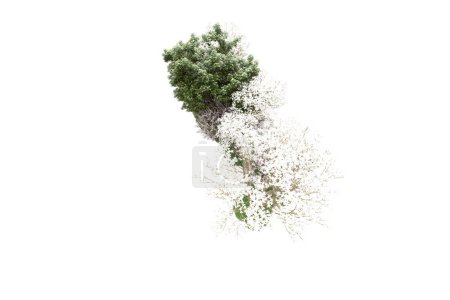 Photo for Green trees with  flowers isolated on  white background - Royalty Free Image