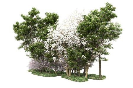 Téléchargez les photos : Arbres verts avec des fleurs isolées sur fond blanc - en image libre de droit