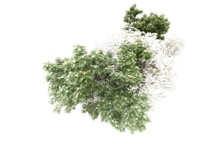 Téléchargez les photos : Concept de flore naturelle, arbres réalistes isolés sur fond blanc pour l'espace de copie - en image libre de droit