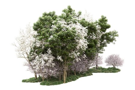 Foto de Árboles verdes con flores aisladas sobre fondo blanco - Imagen libre de derechos