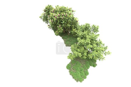 Photo for Nature flora concept, realistic trees isolated on white background for copy space - Royalty Free Image