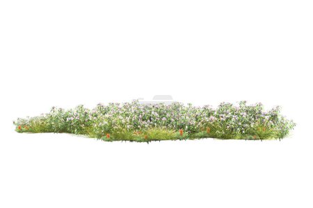 Téléchargez les photos : Les plantes vertes, les fleurs isolées sur fond blanc - en image libre de droit
