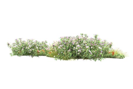 Foto de Plantas verdes, flores aisladas sobre fondo blanco - Imagen libre de derechos