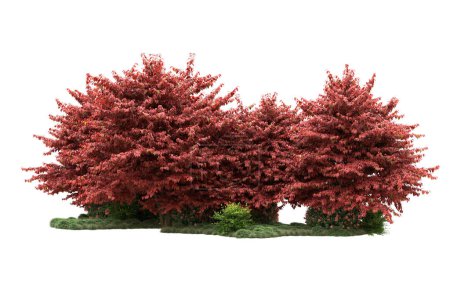 Téléchargez les photos : Arbres de la nature avec des feuilles rouges isolées sur blanc, fond pour l'espace de copie - en image libre de droit
