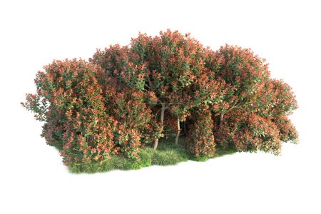 Foto de Árboles forestales con hojas verdes y rojas, flora del parque aislada sobre fondo blanco - Imagen libre de derechos