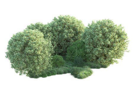 Photo for White background and forest trees, 3d illustration - Royalty Free Image