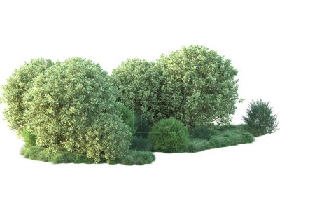 Téléchargez les photos : Fond blanc et arbres forestiers, illustration 3d - en image libre de droit
