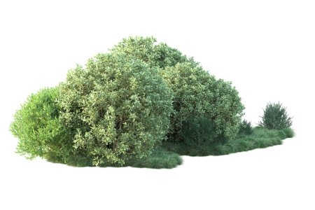 Foto de Ilustración 3d. fondo blanco y árboles forestales con hojas verdes - Imagen libre de derechos